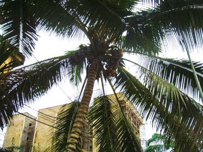 Городская пальма