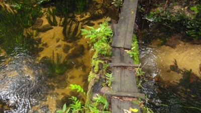 Ручей в джунглях