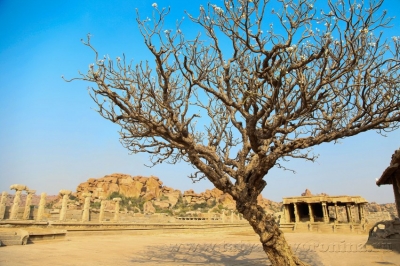 Храмовое дерево