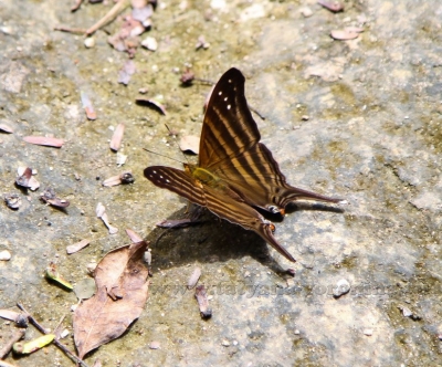 Мексиканская бабочка